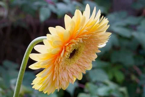 Yellow gerber close up Stock Photos