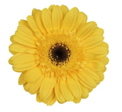Yellow gerber daisy Foto stock