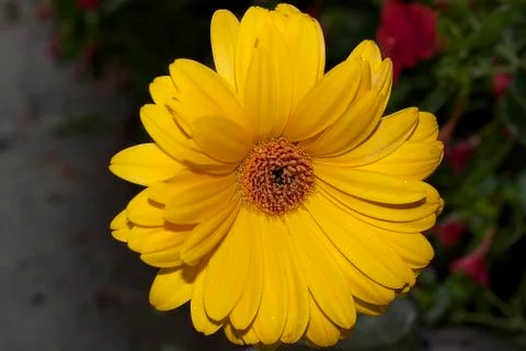 Yellow gerber in a garden Stock Photos