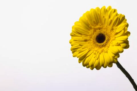 Yellow gerber on a white background Stock Photos