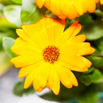 Yellow gerbera in close up Stock Photos