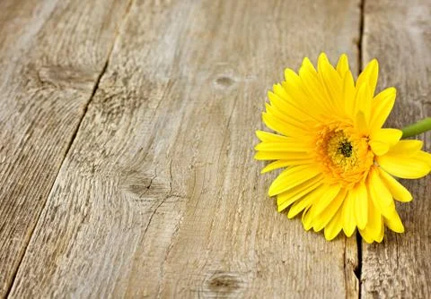 Yellow gerbera close-up Stock Photos