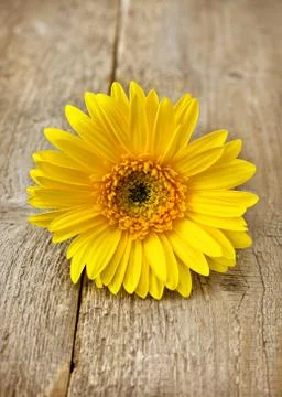 Yellow gerbera close-up Stock Photos