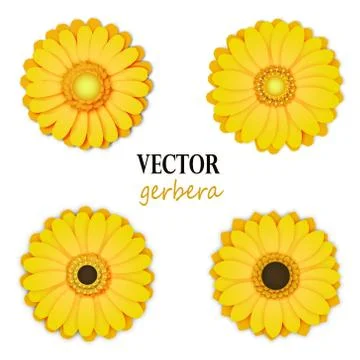 Yellow gerbera collection Stock Illustration