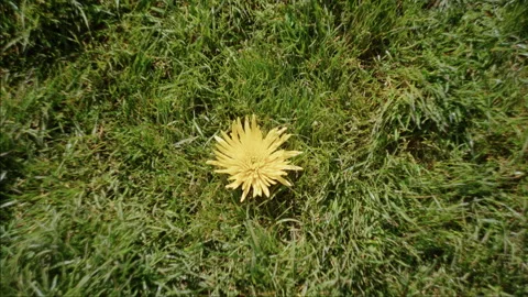 Yellow Gerbera Daisy Blossoms Over Green Grass Spring Field Stock Footage 342937843