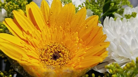 Yellow gerbera daisy with water drops in bouquet. Stock Footage 342319388