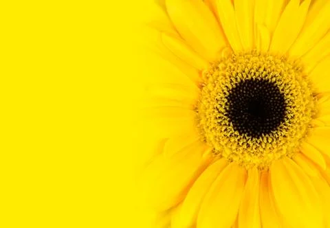 Yellow Gerbera Flower with Gradient Stock Photos
