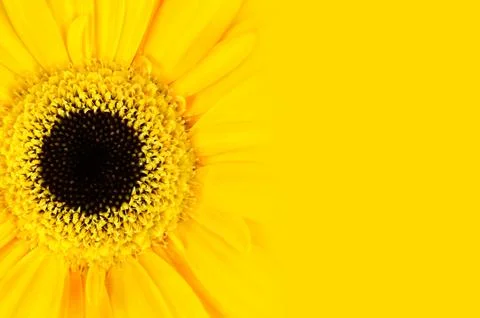 Yellow Gerbera Flower with Gradient Stock Photos