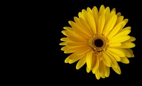 Yellow gerbera flower isolate on black background Stock Photos