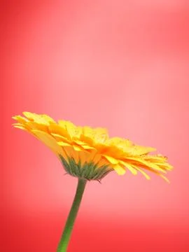 Yellow Gerbera Flower Stock Photos