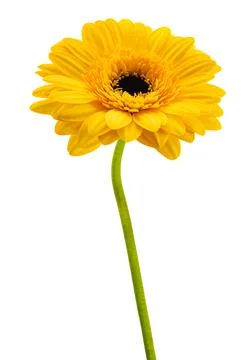Yellow gerbera flower Stock Photos