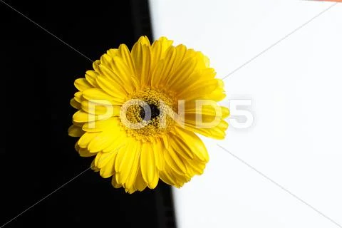 Yellow gerbera flower on a white and black background Stock Photos