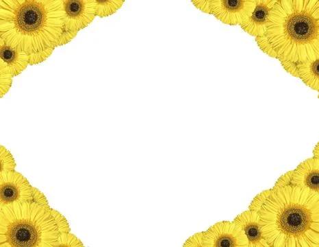 Yellow gerbera flowers create a frame on white background Stock Photos
