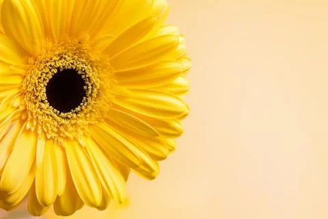 Yellow gerbera flowes close-up Stock Photos