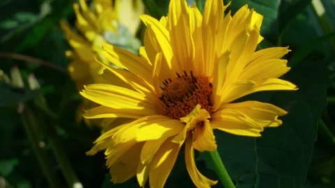 Yellow gerbera Stock Footage 322775175