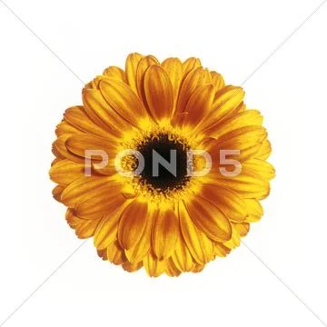 Yellow gerbera (gerbera sp.) Stock Photos