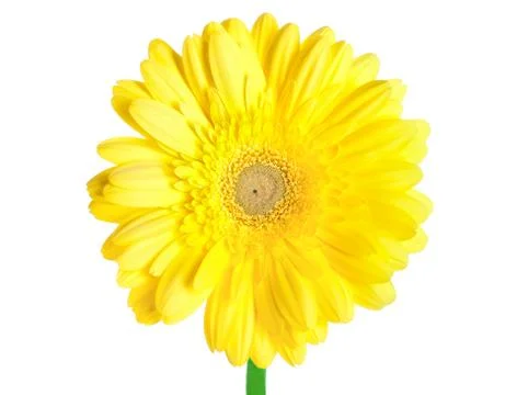 Yellow gerbera Stock Photos