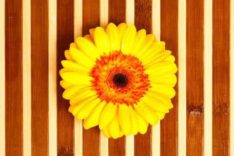 Yellow gerbera Stock Photos