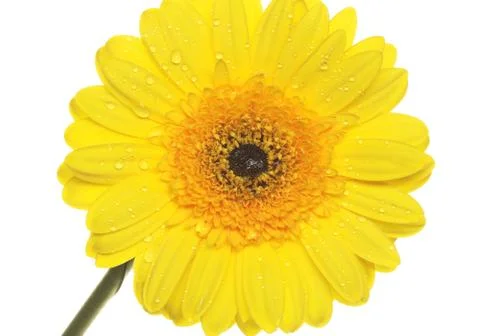 Yellow gerbera Stock Photos