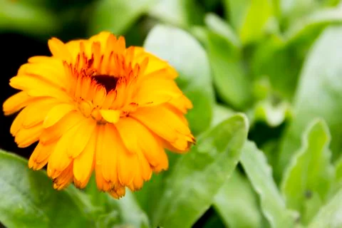 Yellow gerbera Stock Photos