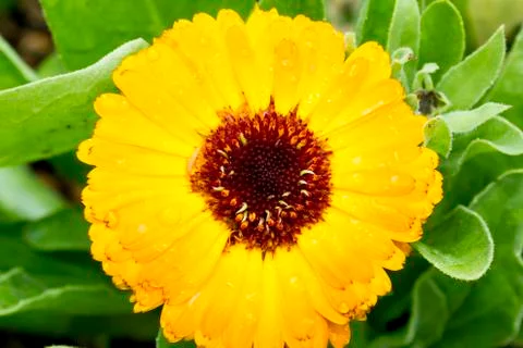 Yellow gerbera Stock Photos