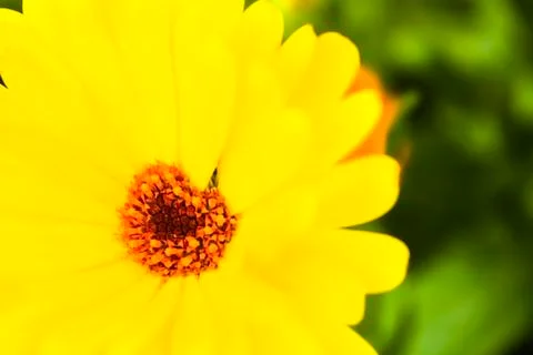 Yellow gerbera Stock Photos