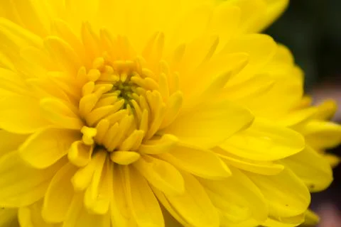 Yellow gerbera Stock Photos