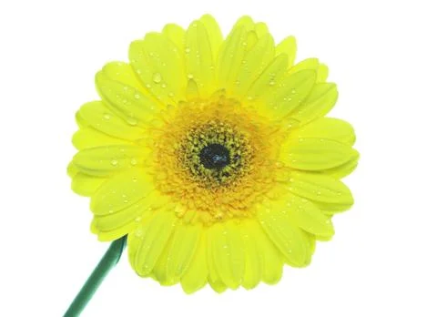 Yellow gerbera Stock Photos