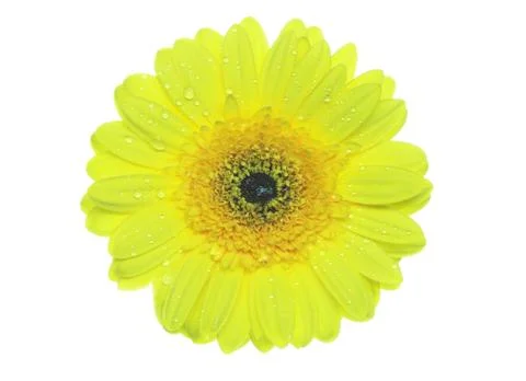 Yellow gerbera Foto stock