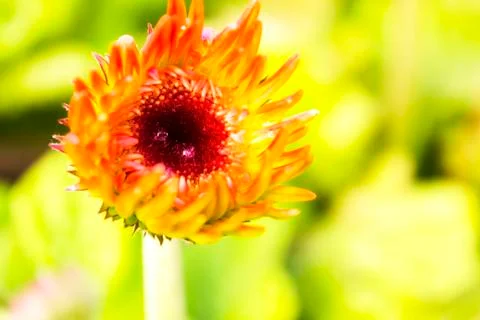 Yellow gerbera Stock Photos