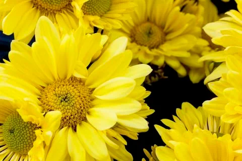 Yellow gerbera Stock Photos