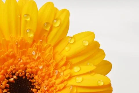 Yellow gerbera Stock Photos