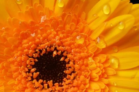 Yellow gerbera Stock Photos