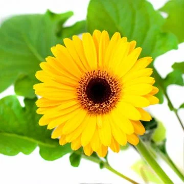 Yellow gerbera Stock Photos