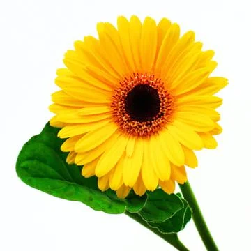 Yellow gerbera Stock Photos