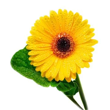 Yellow gerbera Stock Photos