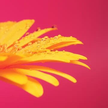 Yellow Gerbera Stock Photos