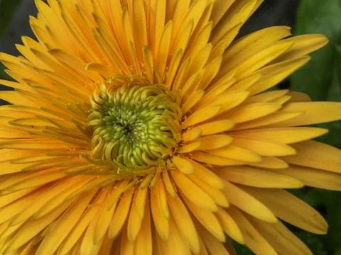 Yellow gerbera Stock Photos