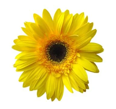 Yellow gerbera Stock Photos