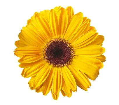 Yellow gerbera Stock Photos