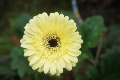 Yellow gerbera Stock Photos