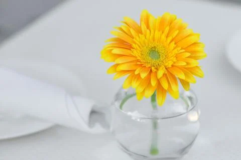 Yellow gerbera in pitcher of water on white table Stock Photos