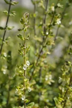 Yellow germander Stock Photos