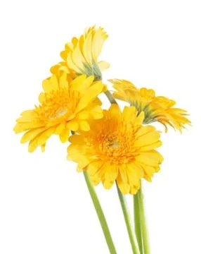 Yellow Germini isolated Stock Photos