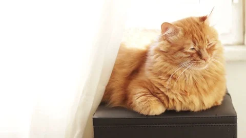 Yellow Ginger Cat Closing His Eyes And Try To Sleep 스톡 동영상 96237468