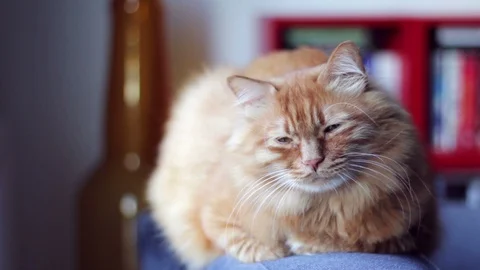 Yellow Ginger Cat Closing His Eyes And Try To Sleep Stock-Footage 96240732