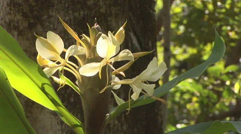 Yellow Ginger Flowers Stock Footage 32202778