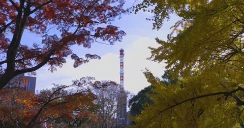 A yellow gingko tree and red maple tree with tower at Hibiya park in Tokyo Stock Footage 303833748