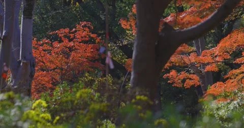 A yellow gingko tree and red maple tree at Hibiya park in Tokyo foreground blur Stock Footage 303833809
