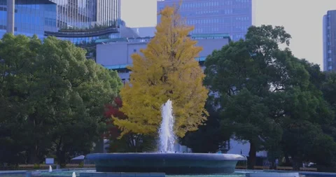 A yellow gingko tree and water fountain at Hibiya park in Tokyo telephoto shot Stock Footage 303831577